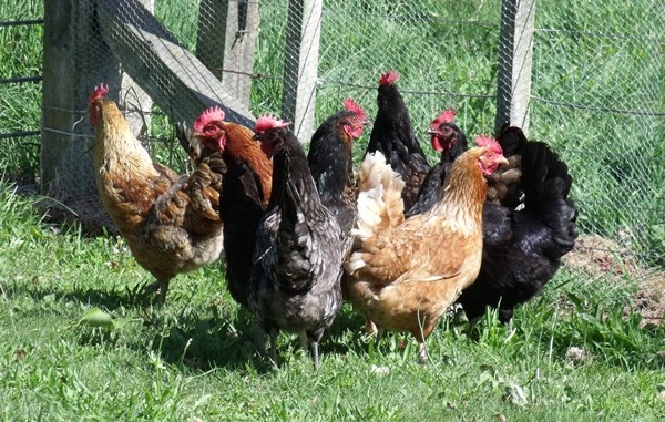 Hawkes Bay Cafe gives Battery Chickens a chance at life